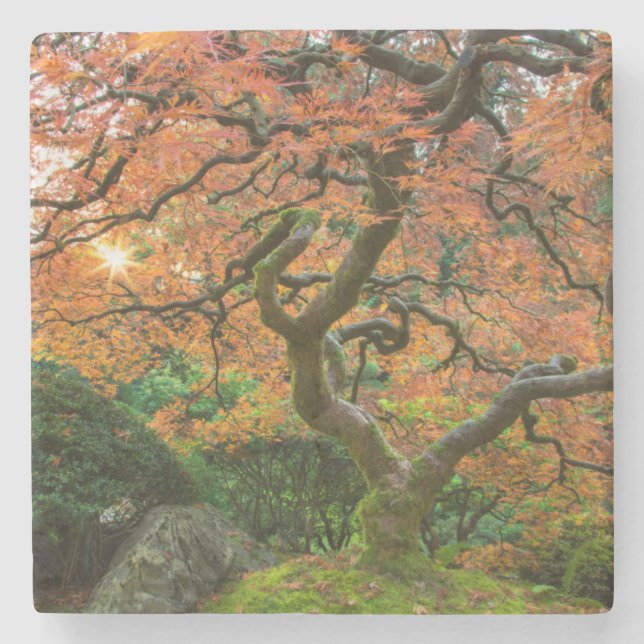Maple Tree At The Japanese Gardens In Autumn Stone Coaster (Front)