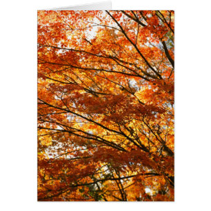 Maple tree foliage
