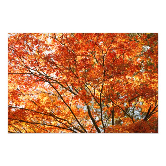 Maple tree foliage photo print (Front)