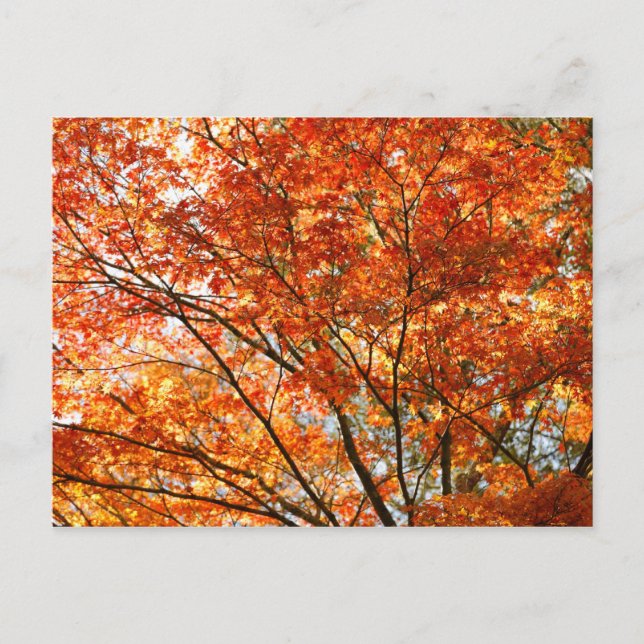 Maple tree foliage postcard (Front)
