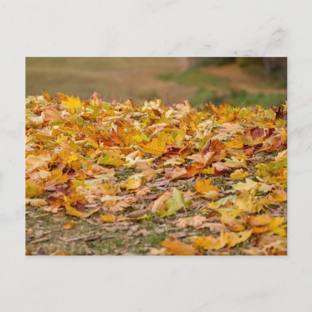 Maple tree leaves in Latvia. Holiday Postcard (Front)