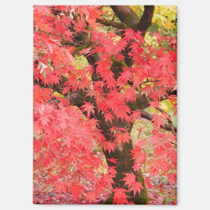 Maple Tree Magnet
