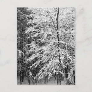 Maple Tree Outlined In Snow Postcard
