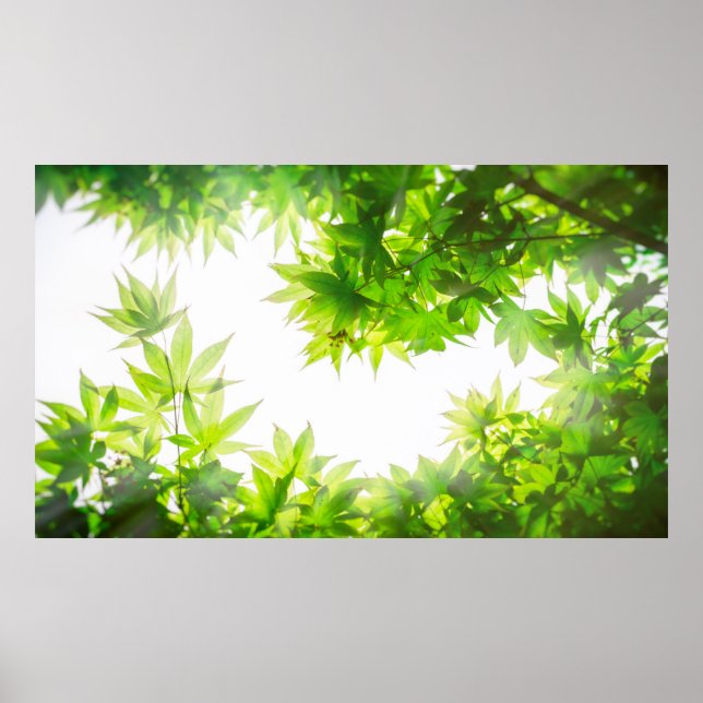 Maple tree tree leaf twig texture poster (Front)