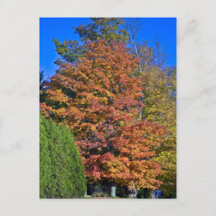 Maple Tree Vermont Fall Postcard