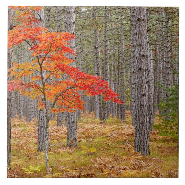 Maple Tree with Autumn Colors Ceramic Tile (Front)