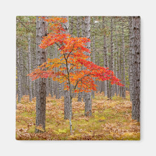 Maple Tree with Autumn Colours Magnet