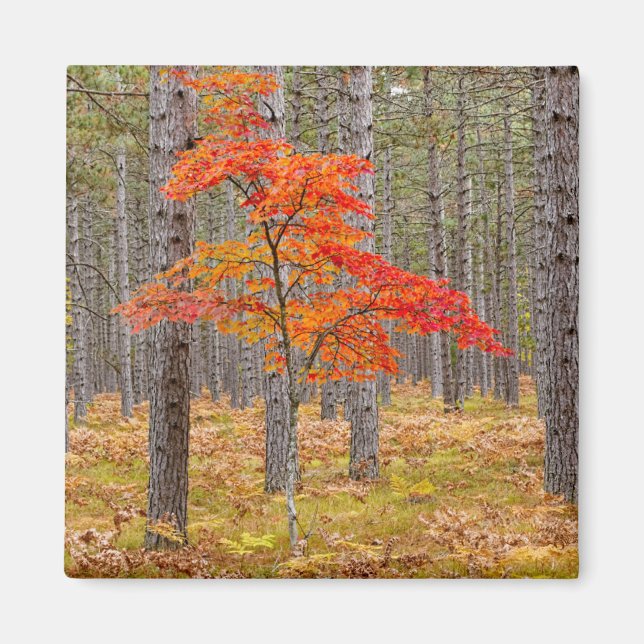 Maple Tree with Autumn Colours Magnet (Front)