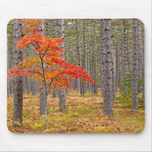 Maple Tree with Autumn Colours Mouse Pad