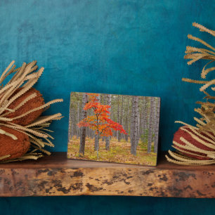 Maple Tree with Autumn Colours Plaque