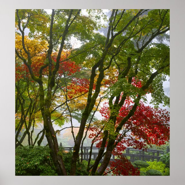 Maple Trees Fall Colours in Japanese Garden Poster (Front)