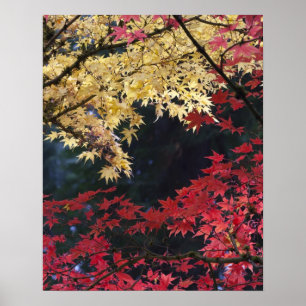 Maple trees in autumn color poster