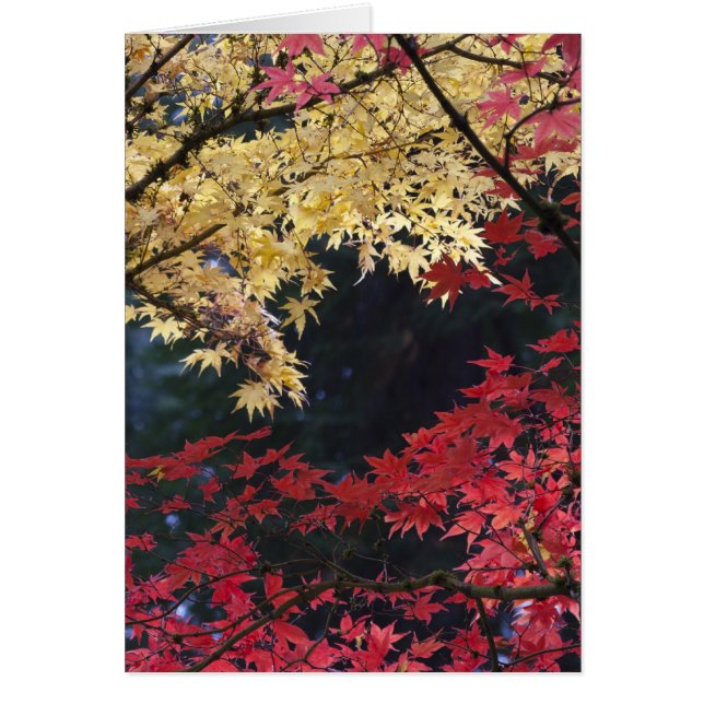 Maple trees in autumn colour (Front)