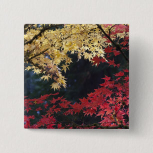 Maple trees in autumn colour 15 cm square badge