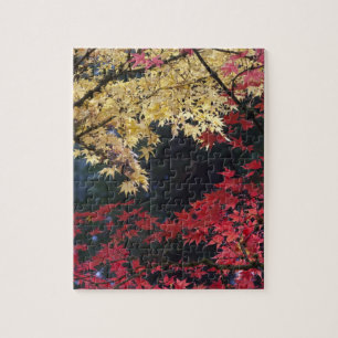 Maple trees in autumn colour jigsaw puzzle