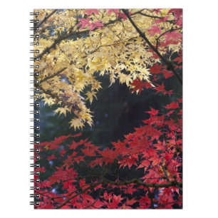 Maple trees in autumn colour notebook