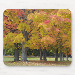 Maple trees in autumn colours, near Concord, Mouse Pad