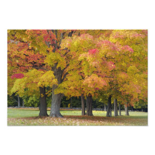 Maple trees in autumn colours, near Concord, Photo Print