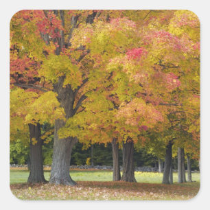 Maple trees in autumn colours, near Concord, Square Sticker