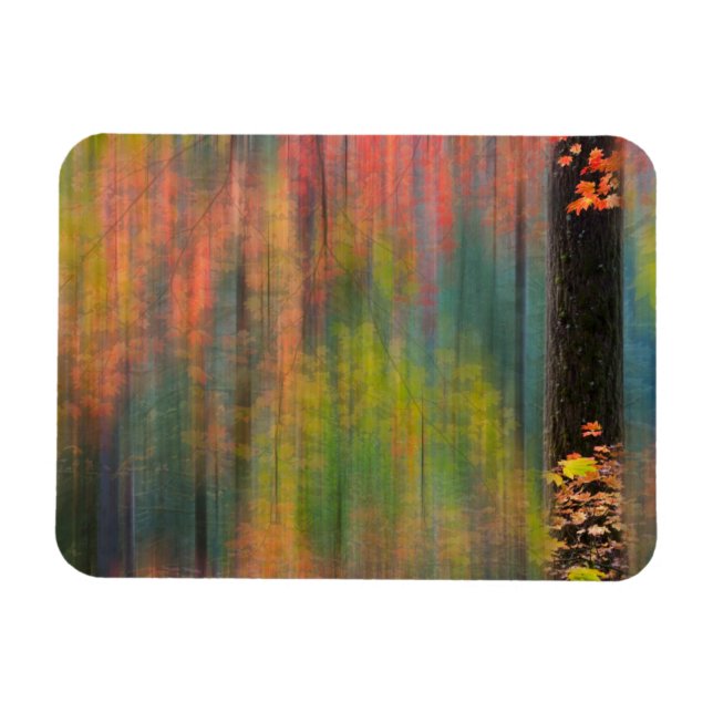 Maple Trees | Silver Falls State Park Magnet (Horizontal)