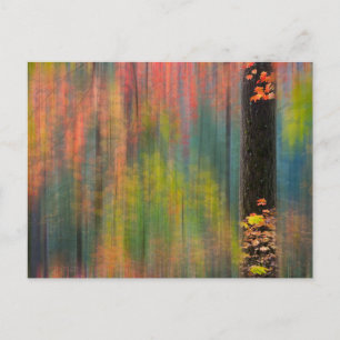 Maple Trees   Silver Falls State Park Postcard