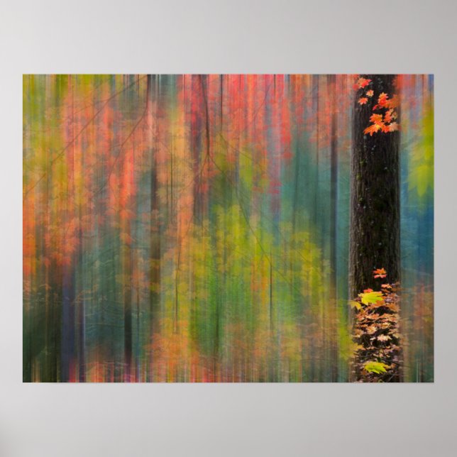 Maple Trees | Silver Falls State Park Poster (Front)