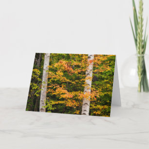 Maple & White Birch   White Mountains, NH Card