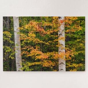Maple & White Birch   White Mountains, NH Jigsaw Puzzle
