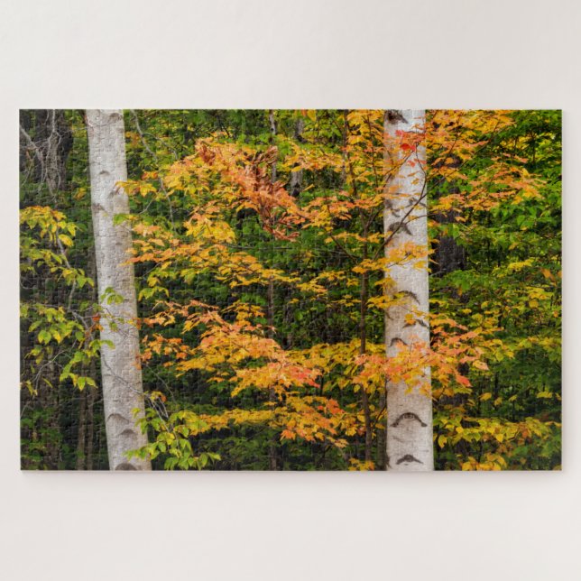 Maple & White Birch | White Mountains, NH Jigsaw Puzzle (Horizontal)
