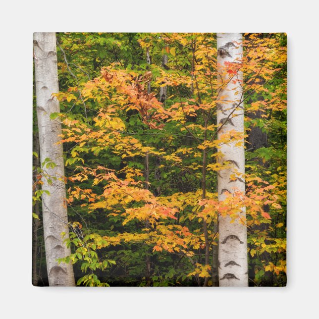Maple & White Birch | White Mountains, NH Magnet (Front)