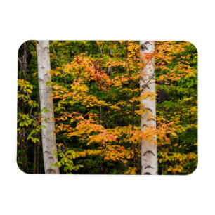 Maple & White Birch   White Mountains, NH Magnet