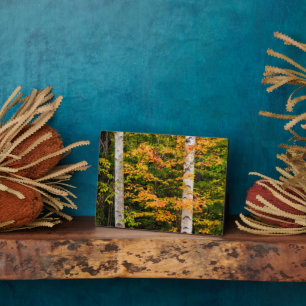 Maple & White Birch   White Mountains, NH Plaque