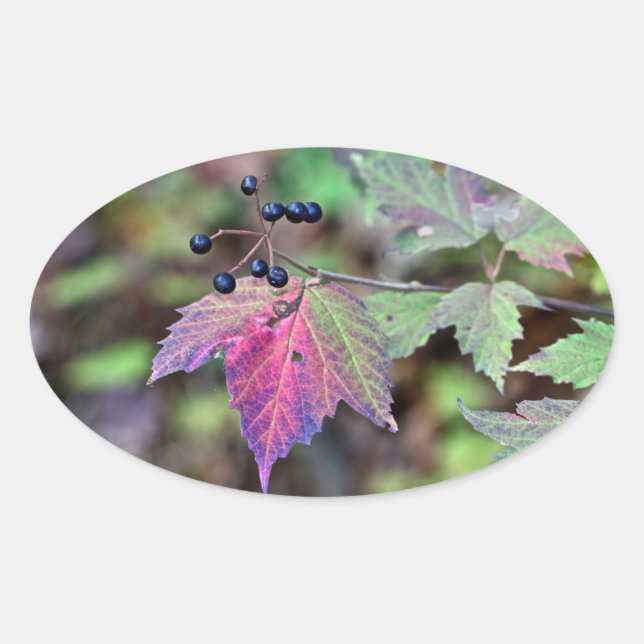 Mapleleaf Viburnum Autumn Leaves and Berries Oval Sticker (Front)