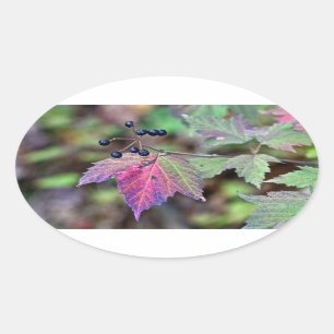 Mapleleaf Viburnum Autumn Leaves and Berries Oval Sticker