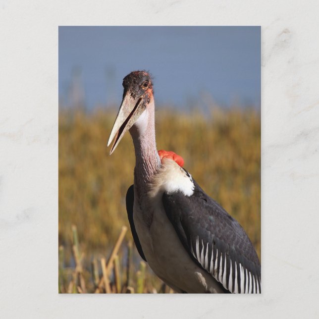 Marabou Postcard (Front)