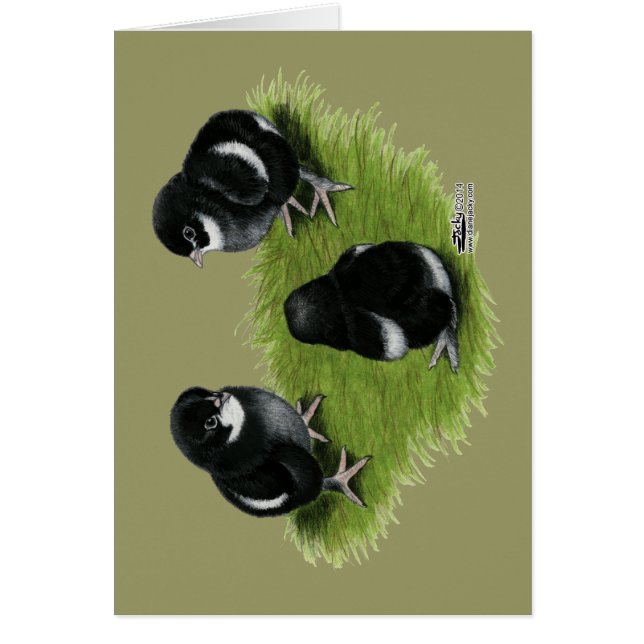 Marans Black Copper Chicks (Front)