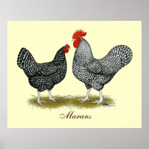 Marans:  Cuckoo Pair Poster