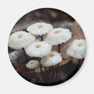 Marasmius rotula Mushroom Magnet