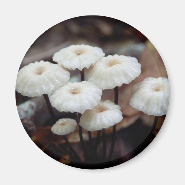 Marasmius rotula Mushroom Magnet (Front)