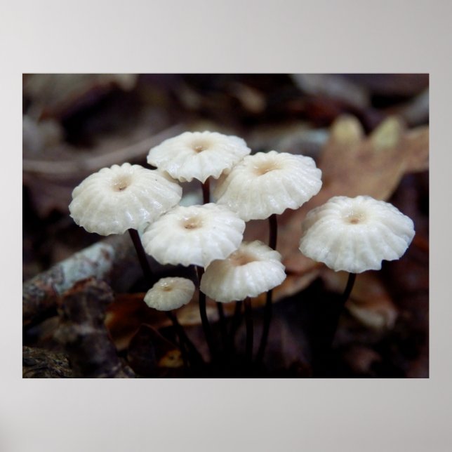 Marasmius rotula Mushroom Poster (Front)