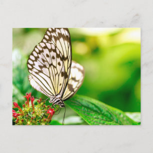 Marble white butterfly postcard