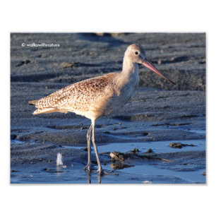 Marbled Godwit at Sunset Photo Print