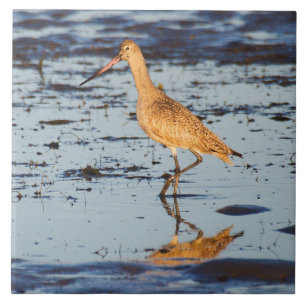Marbled Godwit in the Pacific Ceramic Tile