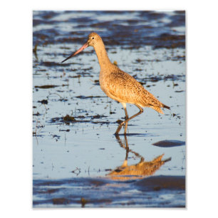 Marbled Godwit in the Pacific Ocean Photo Print