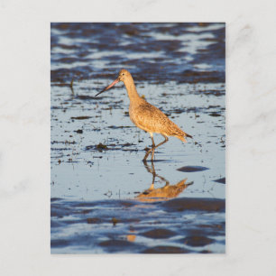 Marbled Godwit in the Pacific Ocean Postcard