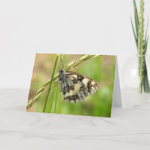 Marbled White Butterfly on Grass