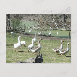 March 4th_Park Ducks #2 Postcard