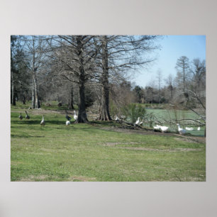 March 4th_Park Ducks Poster
