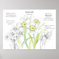 March Birthday Daffodils Birth Month Flower 