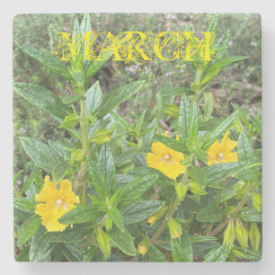 March Monkeyflowers Stone Coaster